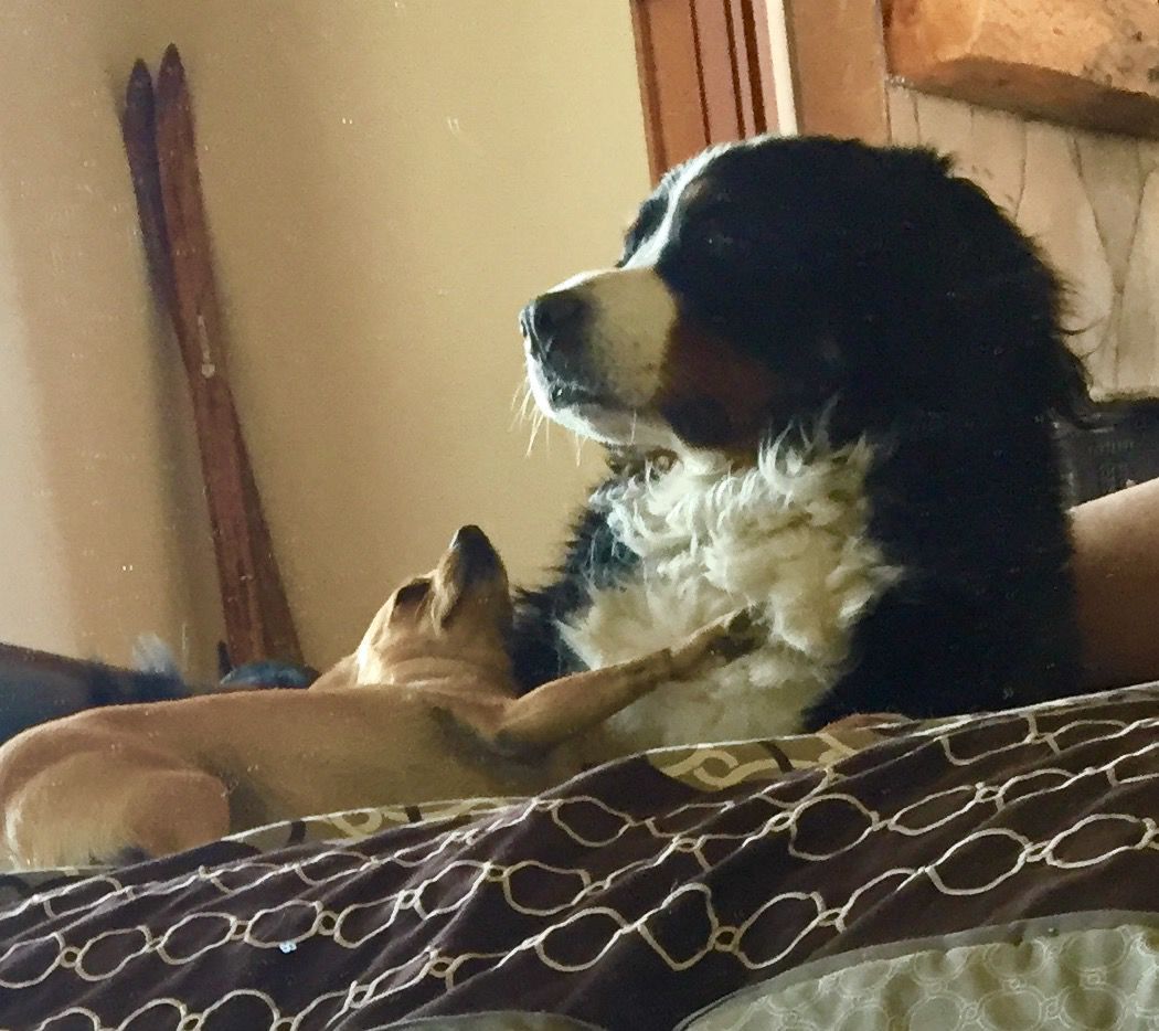 Pic of the Litter: Isabella